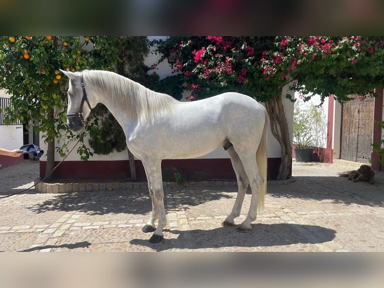 PRE Étalon 4 Ans 163 cm Blanc in La Ramira