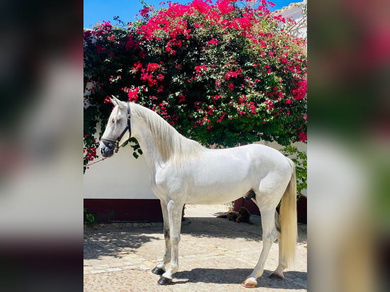 PRE Étalon 4 Ans 163 cm Blanc in La Ramira