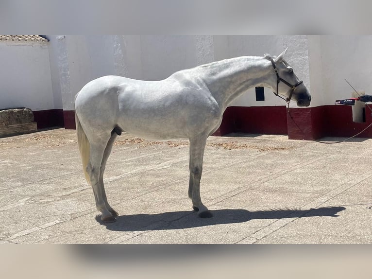 PRE Étalon 4 Ans 163 cm Blanc in La Ramira