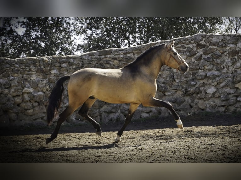 PRE Croisé Étalon 4 Ans 163 cm Buckskin in La Cabrera