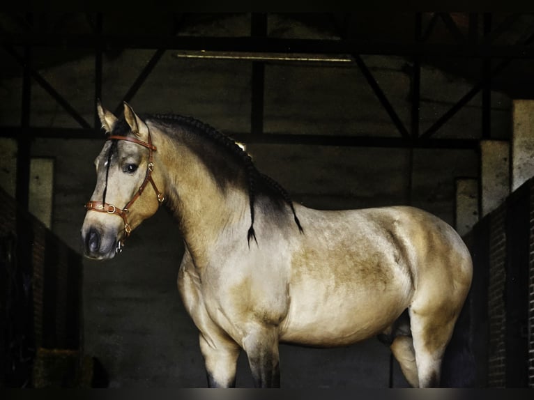 PRE Croisé Étalon 4 Ans 163 cm Buckskin in La Cabrera