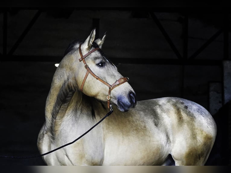 PRE Croisé Étalon 4 Ans 163 cm Buckskin in La Cabrera