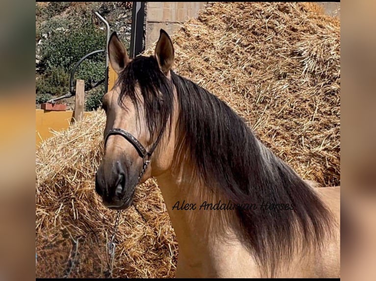 PRE Croisé Étalon 4 Ans 163 cm Buckskin in Sevilla