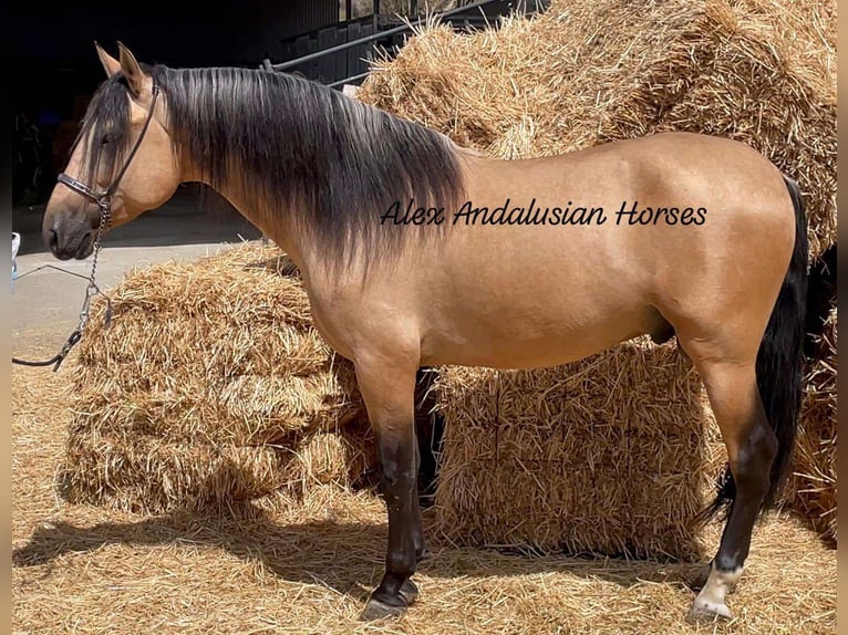 PRE Croisé Étalon 4 Ans 163 cm Buckskin in Sevilla