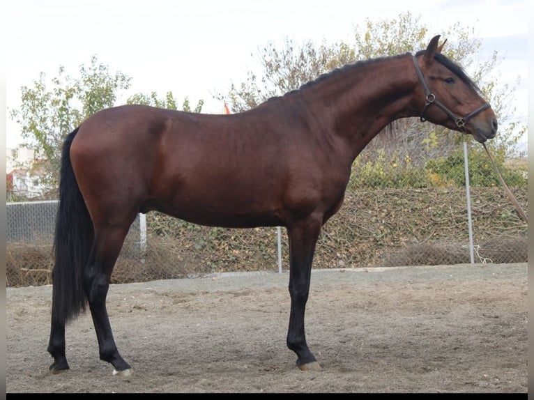 PRE Étalon 4 Ans 163 cm in Murcia
