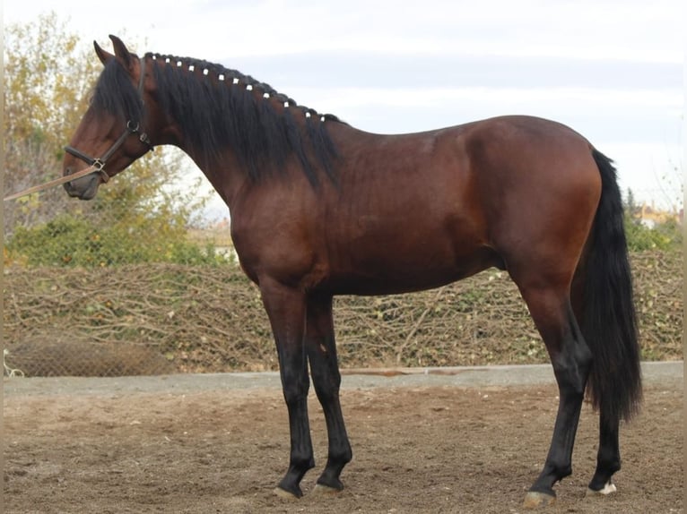 PRE Étalon 4 Ans 163 cm in Murcia