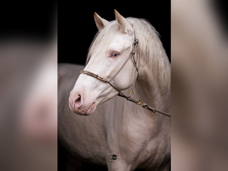 PRE Croisé Étalon 4 Ans 163 cm Cremello in Frankfurt