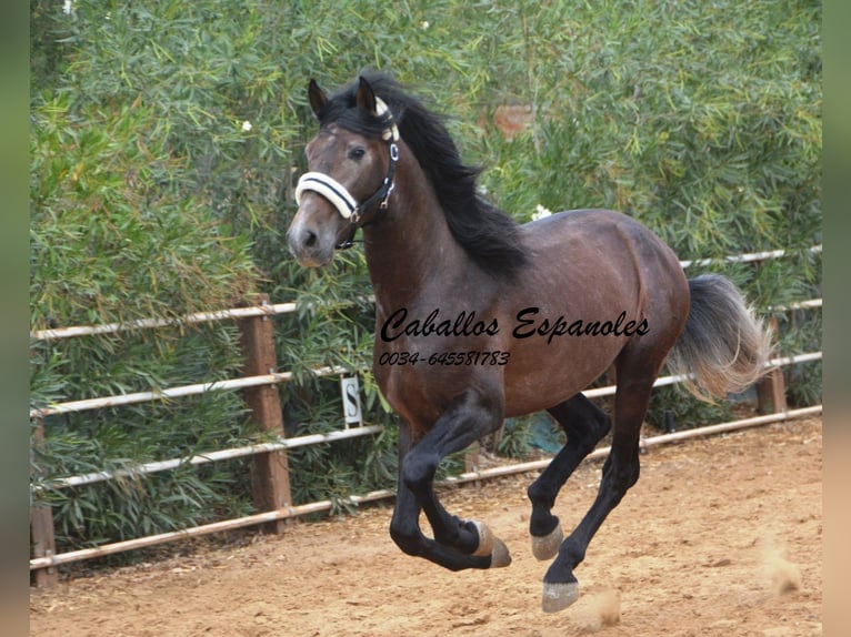 PRE Étalon 4 Ans 163 cm Gris (bai-dun) in Vejer de la Frontera