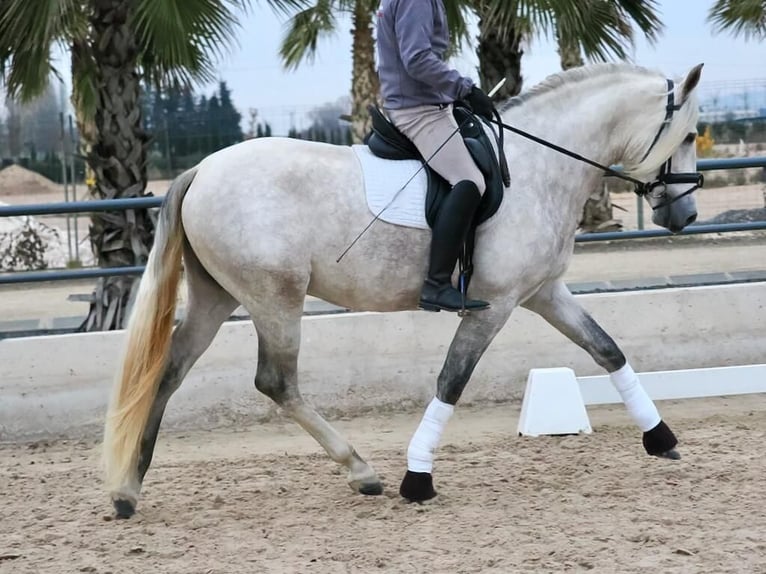 PRE Croisé Étalon 4 Ans 163 cm Gris in Navas Del Madroño