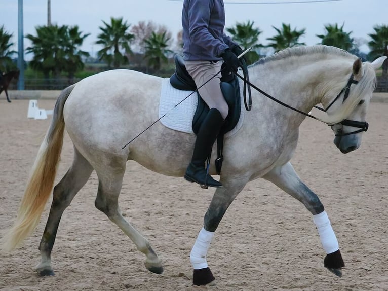 PRE Croisé Étalon 4 Ans 163 cm Gris in Navas Del Madroño