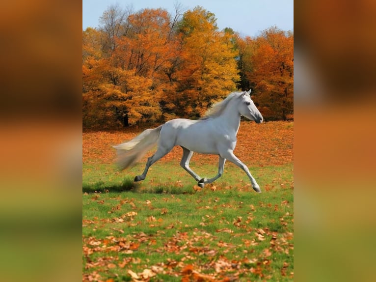 PRE Croisé Étalon 4 Ans 163 cm Gris in Polenz