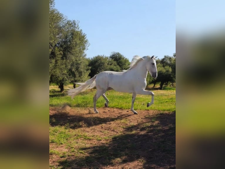 PRE Croisé Étalon 4 Ans 163 cm Gris in Polenz