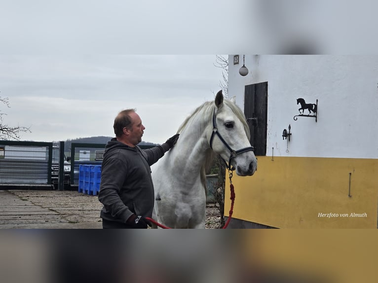 PRE Croisé Étalon 4 Ans 163 cm Gris in Polenz