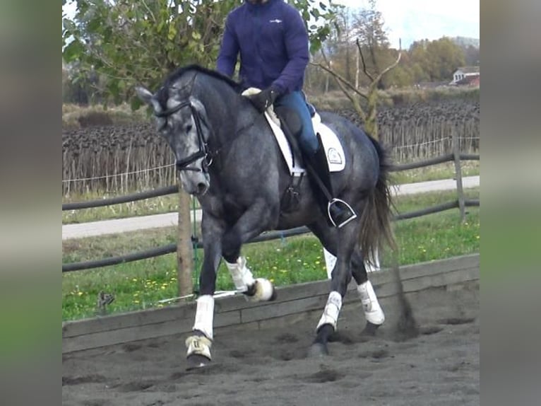 PRE Croisé Étalon 4 Ans 163 cm Gris in Barcelona