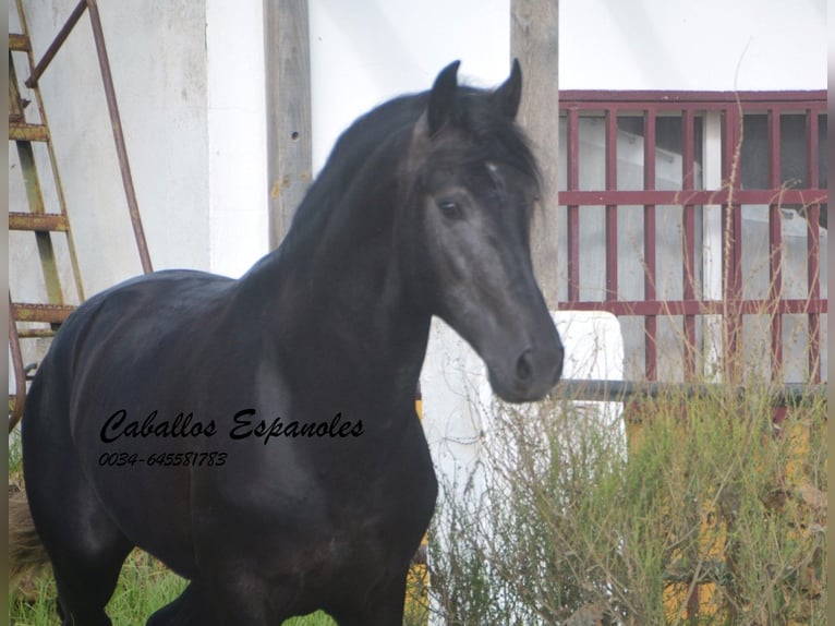 PRE Étalon 4 Ans 163 cm Gris noir in Vejer de la Frontera