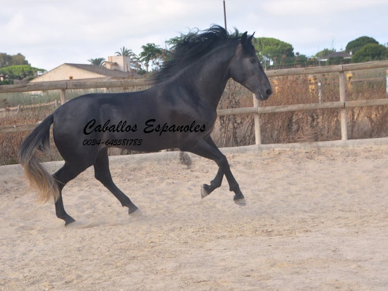 PRE Étalon 4 Ans 163 cm Gris noir in Vejer de la Frontera