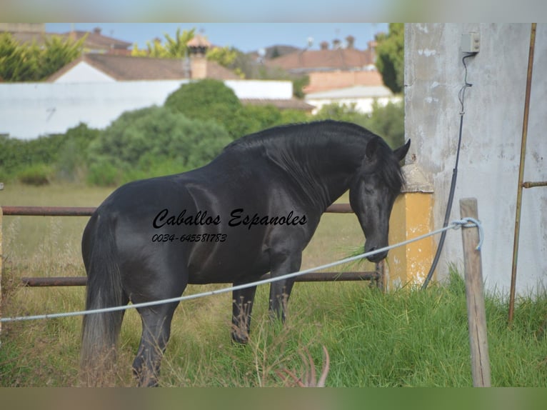 PRE Étalon 4 Ans 163 cm Gris noir in Vejer de la Frontera