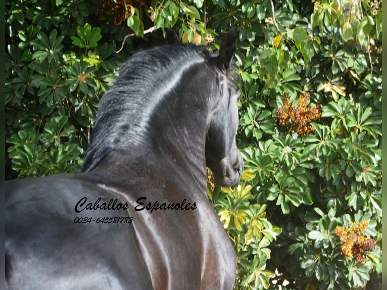 PRE Étalon 4 Ans 163 cm Gris noir in Vejer de la Frontera