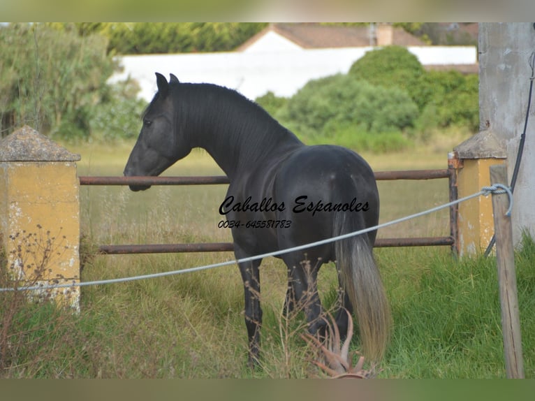 PRE Étalon 4 Ans 163 cm Gris noir in Vejer de la Frontera