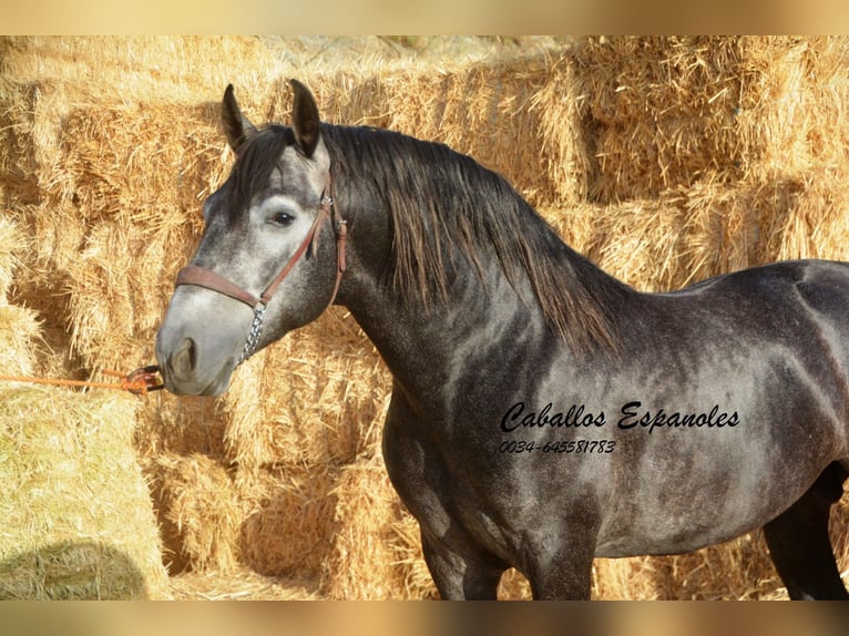 PRE Croisé Étalon 4 Ans 163 cm Gris noir in Vejer de la Frontera