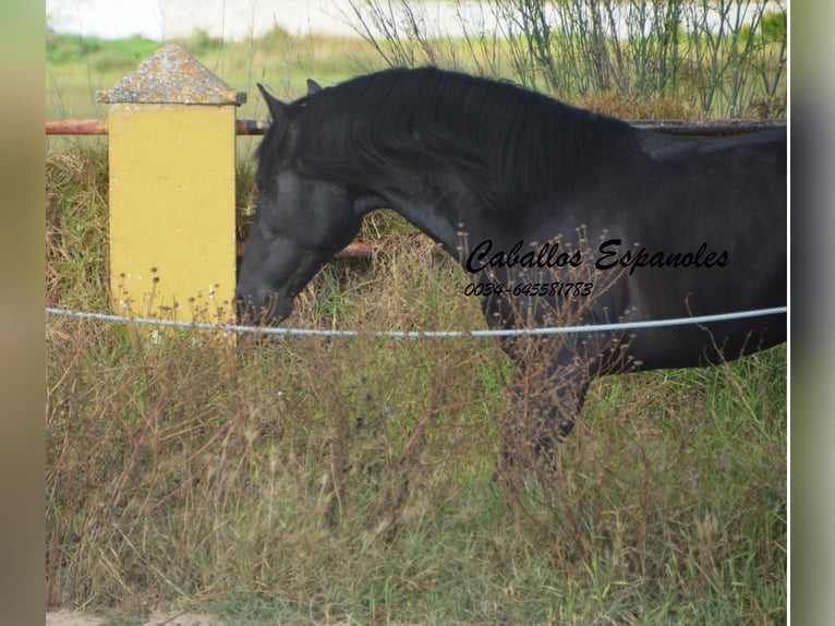 PRE Étalon 4 Ans 163 cm Gris noir in Vejer de la Frontera