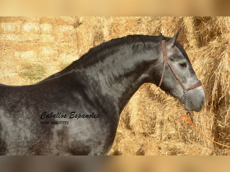 PRE Croisé Étalon 4 Ans 163 cm Gris noir in Vejer de la Frontera