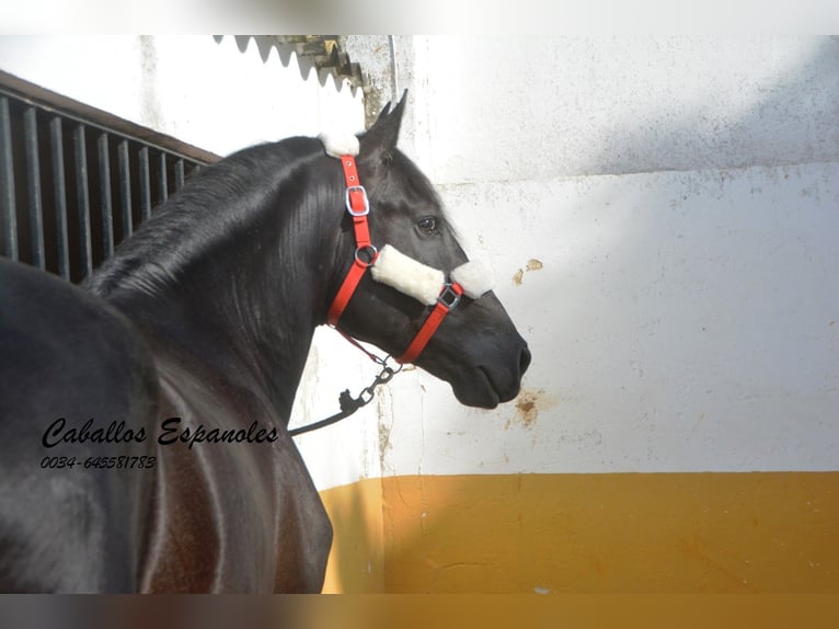 PRE Étalon 4 Ans 163 cm Gris noir in Vejer de la Frontera