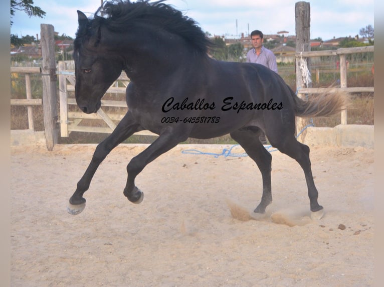 PRE Étalon 4 Ans 163 cm Gris noir in Vejer de la Frontera