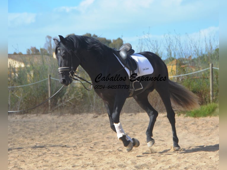 PRE Étalon 4 Ans 163 cm Gris noir in Vejer de la Frontera