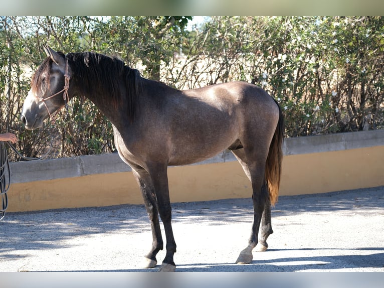 PRE Croisé Étalon 4 Ans 163 cm Gris pommelé in Hamburg