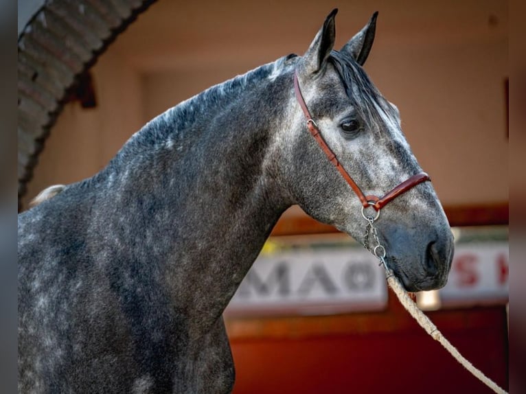 PRE Étalon 4 Ans 163 cm Gris pommelé in Santa Perpetua de Mogoda