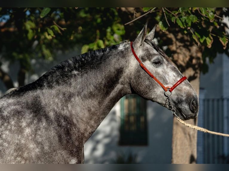 PRE Étalon 4 Ans 163 cm Gris pommelé in Santa Perpetua de Mogoda