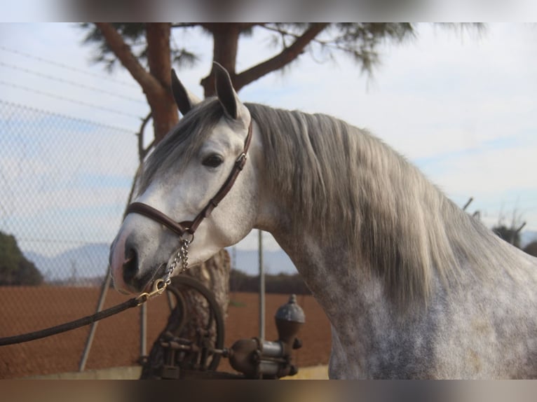 PRE Croisé Étalon 4 Ans 163 cm Gris pommelé in Hamburg