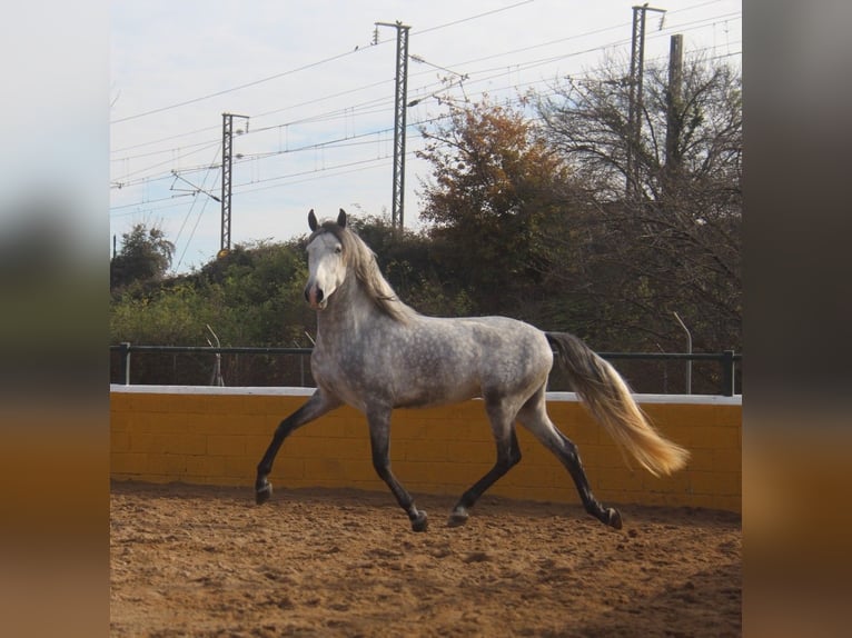 PRE Croisé Étalon 4 Ans 163 cm Gris pommelé in Hamburg