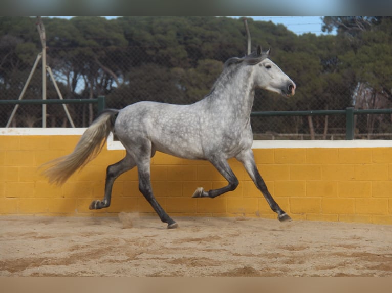 PRE Croisé Étalon 4 Ans 163 cm Gris pommelé in Hamburg