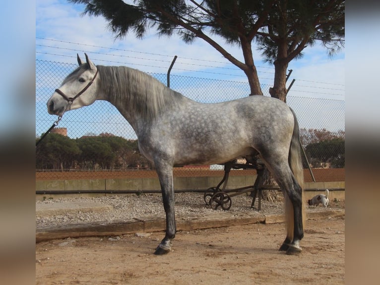 PRE Croisé Étalon 4 Ans 163 cm Gris pommelé in Hamburg