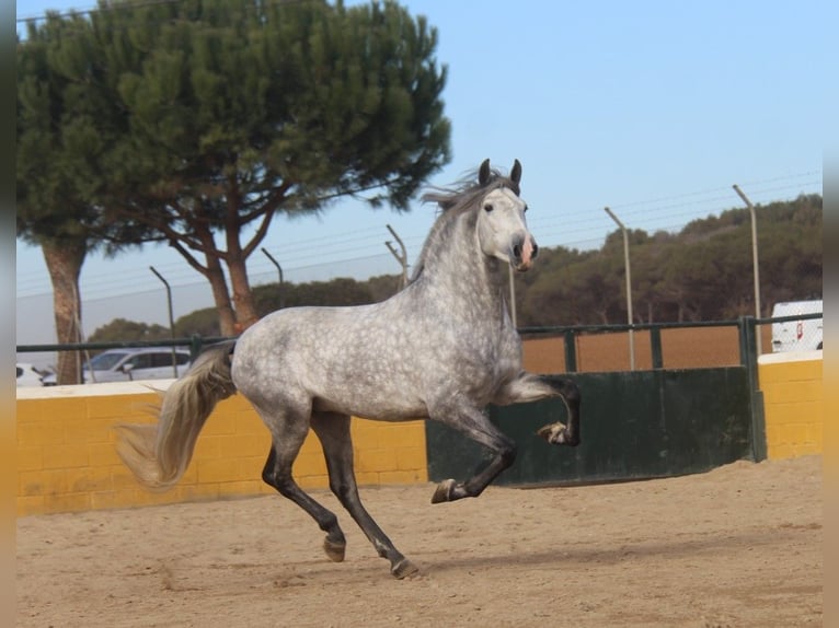 PRE Croisé Étalon 4 Ans 163 cm Gris pommelé in Hamburg