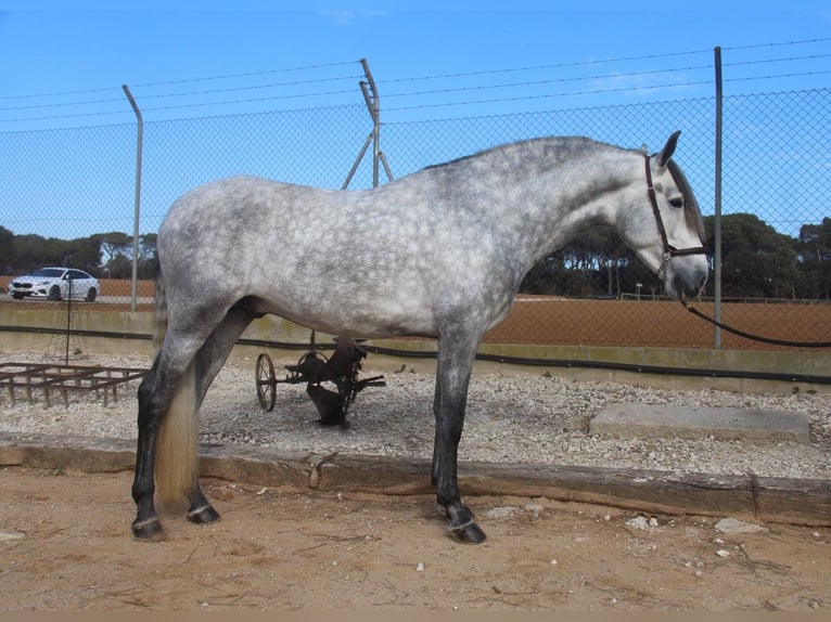 PRE Croisé Étalon 4 Ans 163 cm Gris pommelé in Hamburg