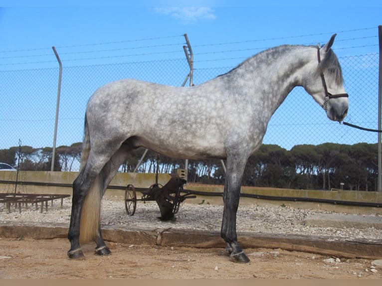 PRE Croisé Étalon 4 Ans 163 cm Gris pommelé in Hamburg