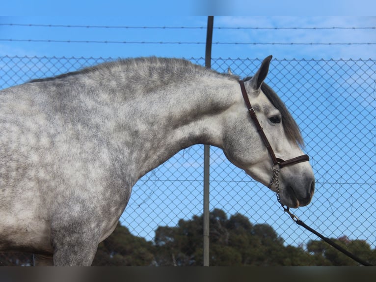 PRE Croisé Étalon 4 Ans 163 cm Gris pommelé in Hamburg