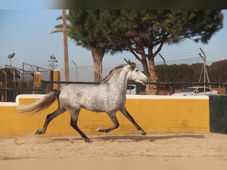 PRE Croisé Étalon 4 Ans 163 cm Gris pommelé in Hamburg