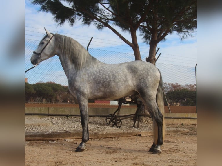 PRE Croisé Étalon 4 Ans 163 cm Gris pommelé in Hamburg