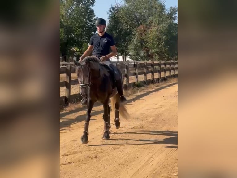 PRE Croisé Étalon 4 Ans 163 cm Gris pommelé in Santa Perpetua de Mogoda