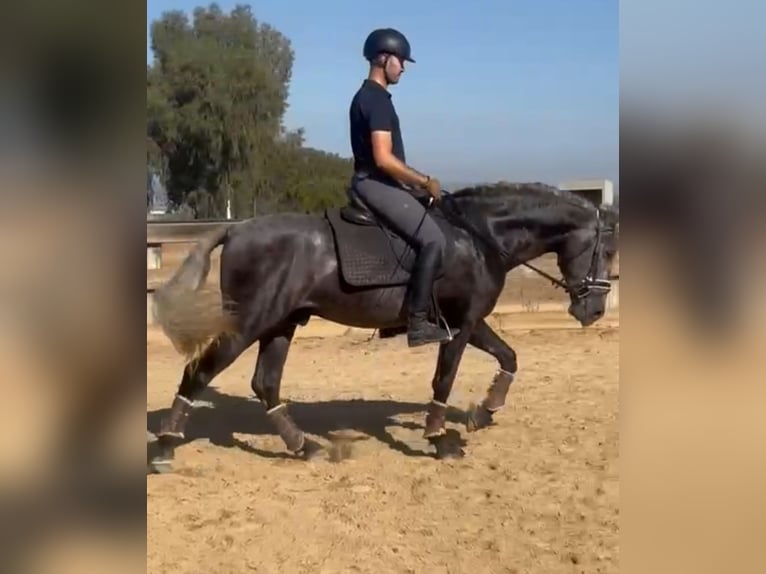 PRE Croisé Étalon 4 Ans 163 cm Gris pommelé in Santa Perpetua de Mogoda
