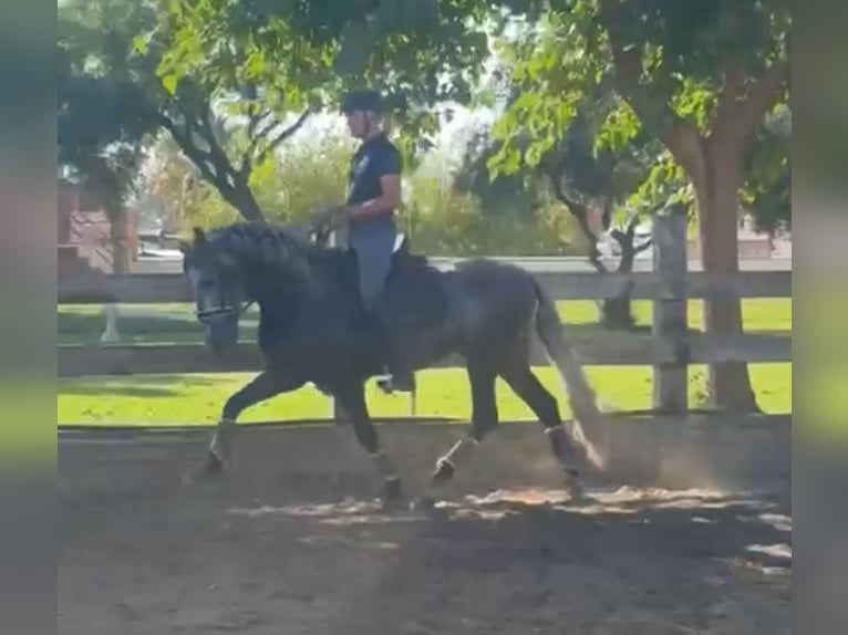PRE Croisé Étalon 4 Ans 163 cm Gris pommelé in Santa Perpetua de Mogoda