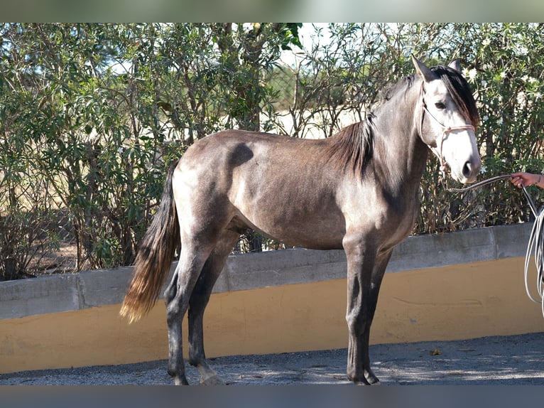 PRE Croisé Étalon 4 Ans 163 cm Gris pommelé in Hamburg