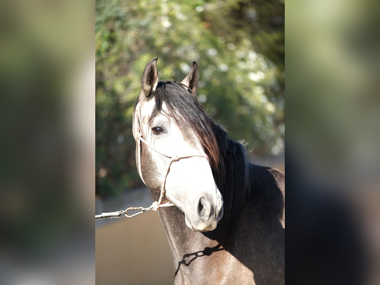 PRE Croisé Étalon 4 Ans 163 cm Gris pommelé in Hamburg