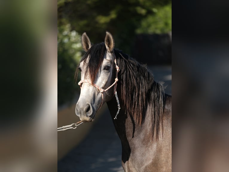 PRE Croisé Étalon 4 Ans 163 cm Gris pommelé in Hamburg