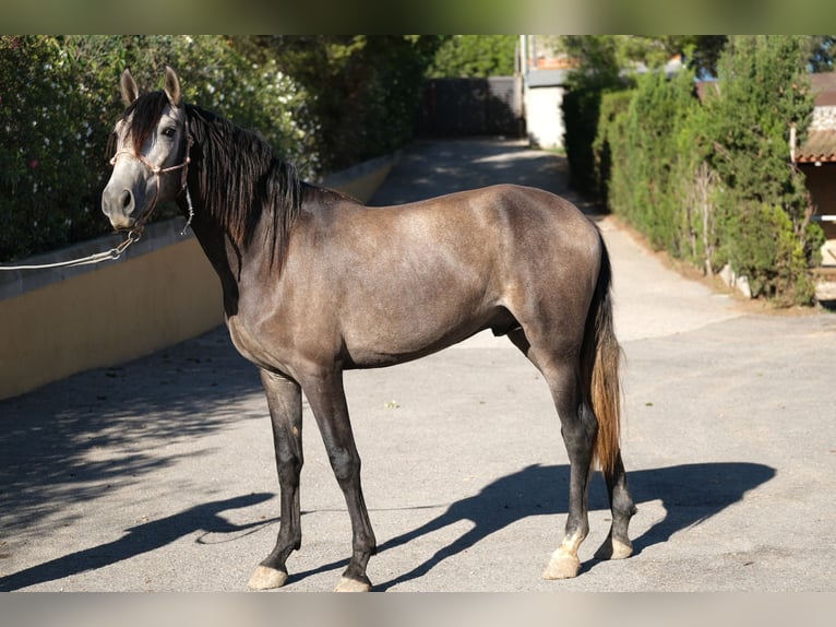 PRE Croisé Étalon 4 Ans 163 cm Gris pommelé in Hamburg