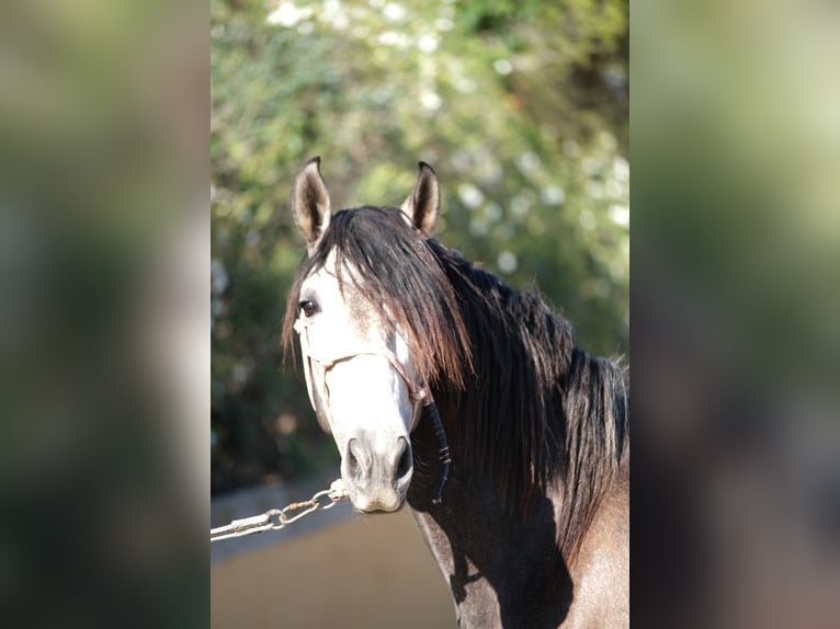 PRE Croisé Étalon 4 Ans 163 cm Gris pommelé in Hamburg